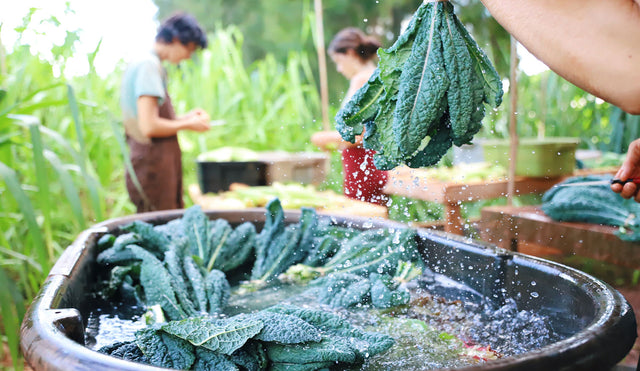 Greens being washed