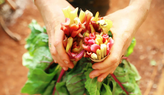 Rainbow chard