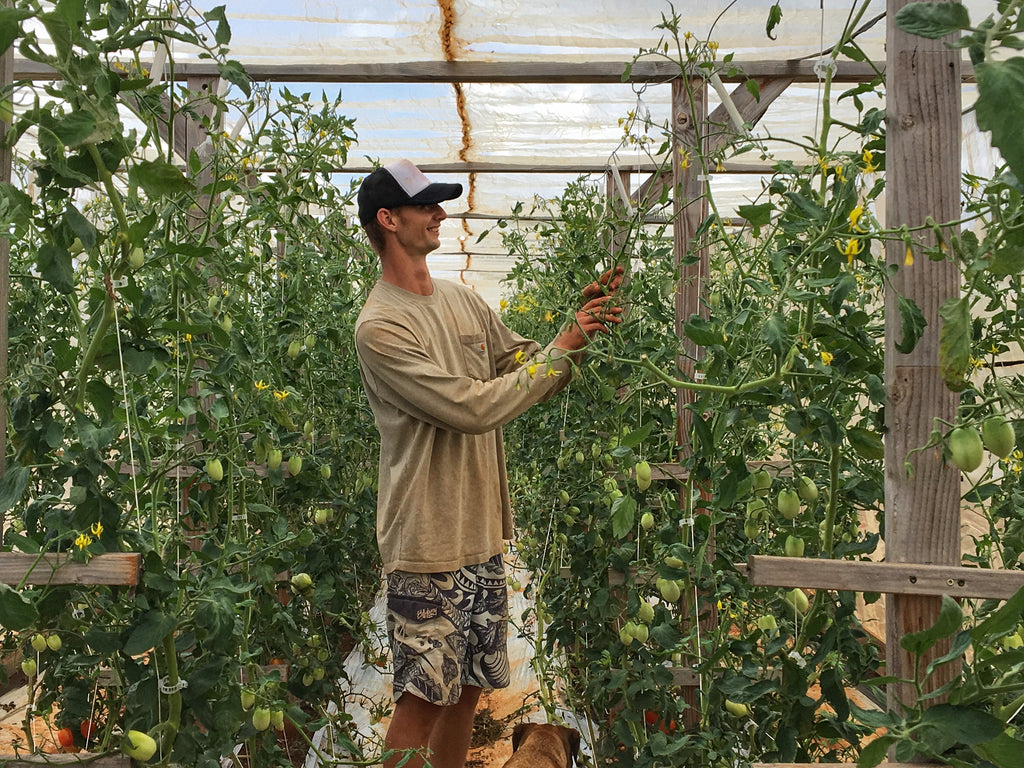 Kauai's "Compost King" is the Unlikeliest of Tomato Farmers