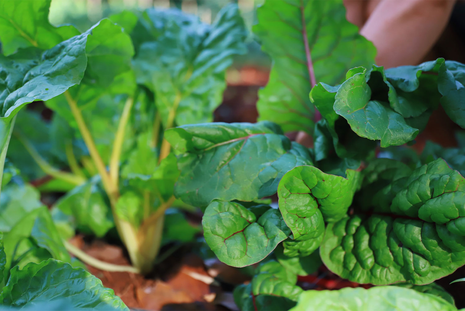 Growing green vegetables