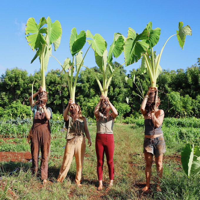 Farmers holding giant greens
