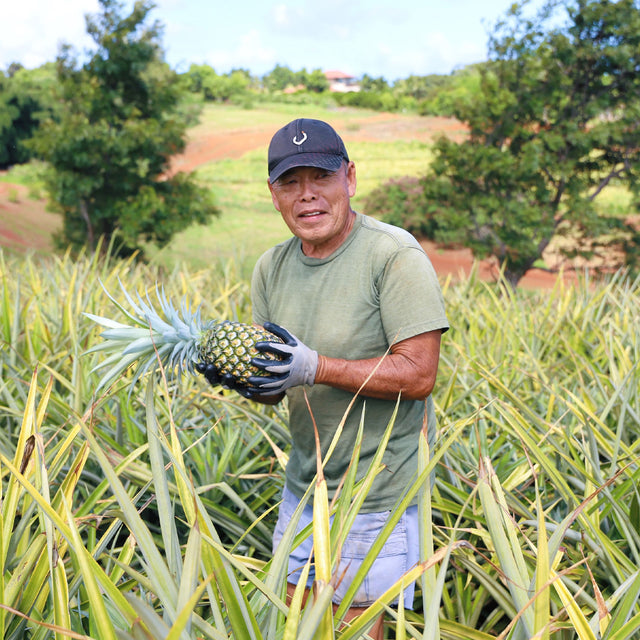 Man holding pineapple in a field
