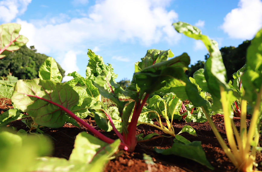 Leafy green plants growing on a farm