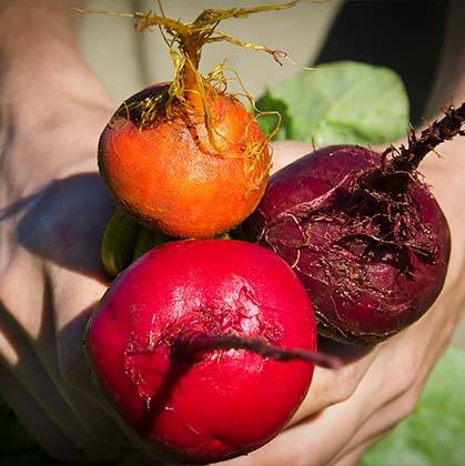 Colorful beets