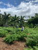 tropical farm hawaii