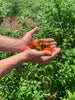 freshly picked peppers