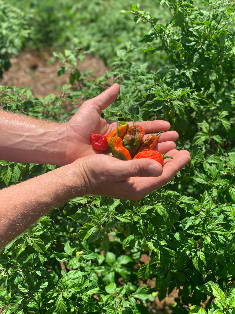 freshly picked peppers