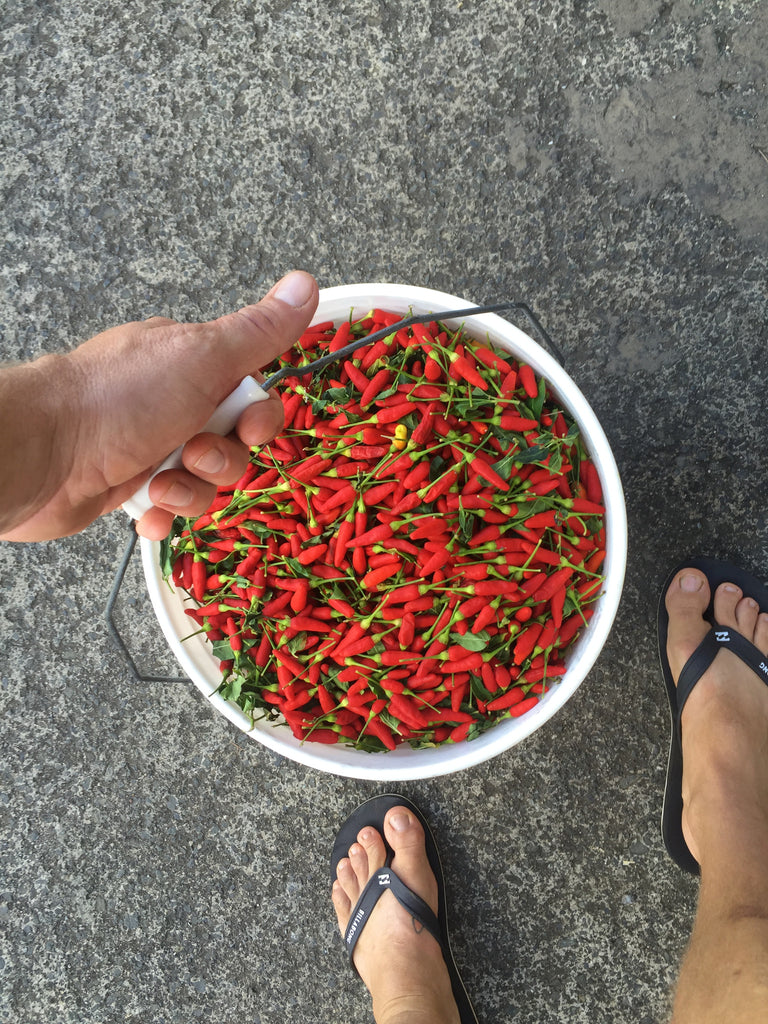 bucket of chili peppers