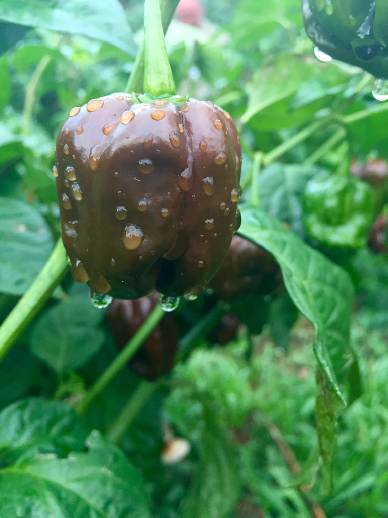 chocolate habanero pepper on plant 