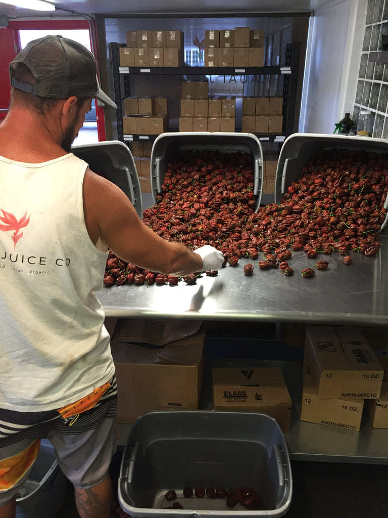 man with buckets of chocolate habanero peppers