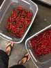 buckets of kiawe peppers
