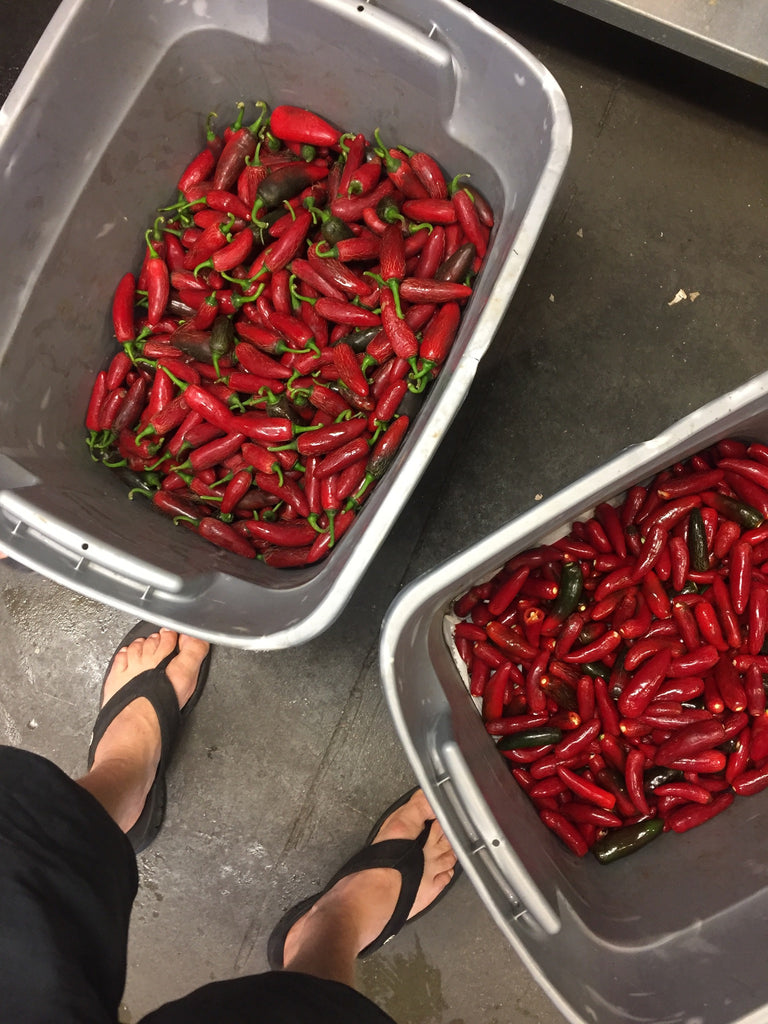 buckets of kiawe peppers