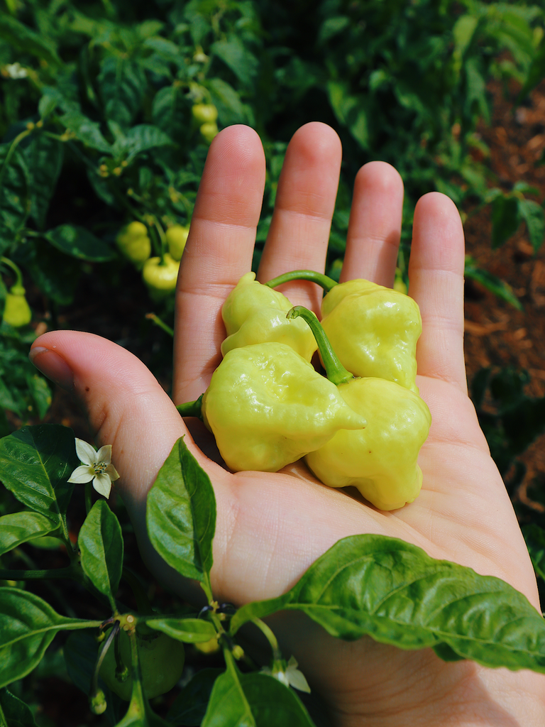 hand holding yellow habanero peppers